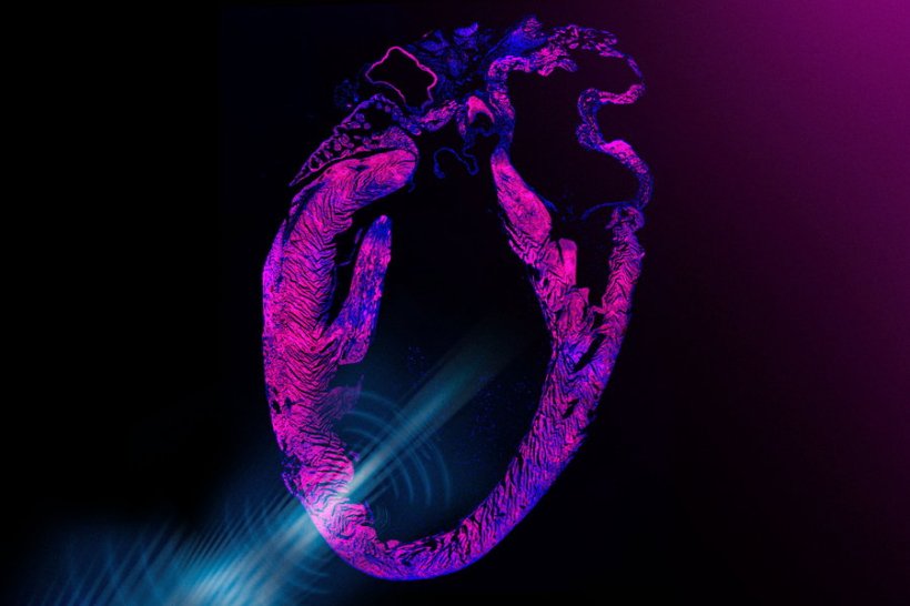Stylized cross section of a human heart against a black background, with a blue...
