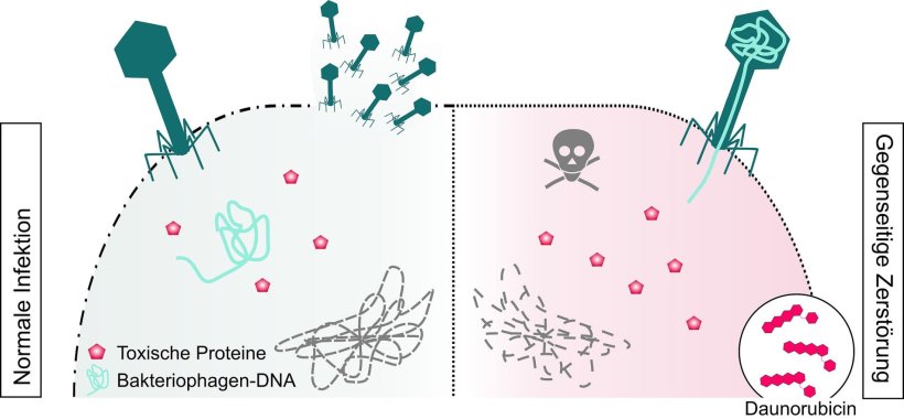 Unter normalen Infektionsbedingungen nutzt der Virus, ein Bakteriophage, die...