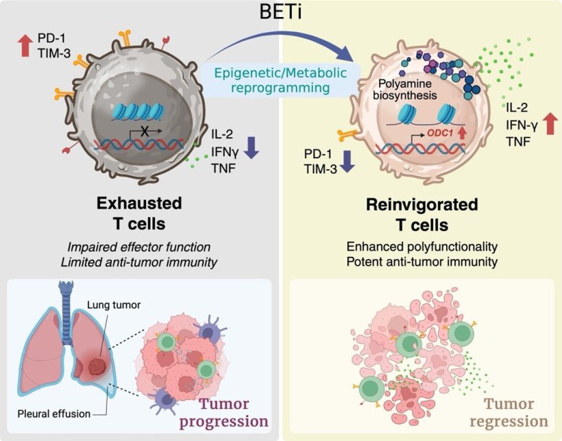 Bromodomain and extraterminal domain inhibitors (BETis) reverse T-cell...