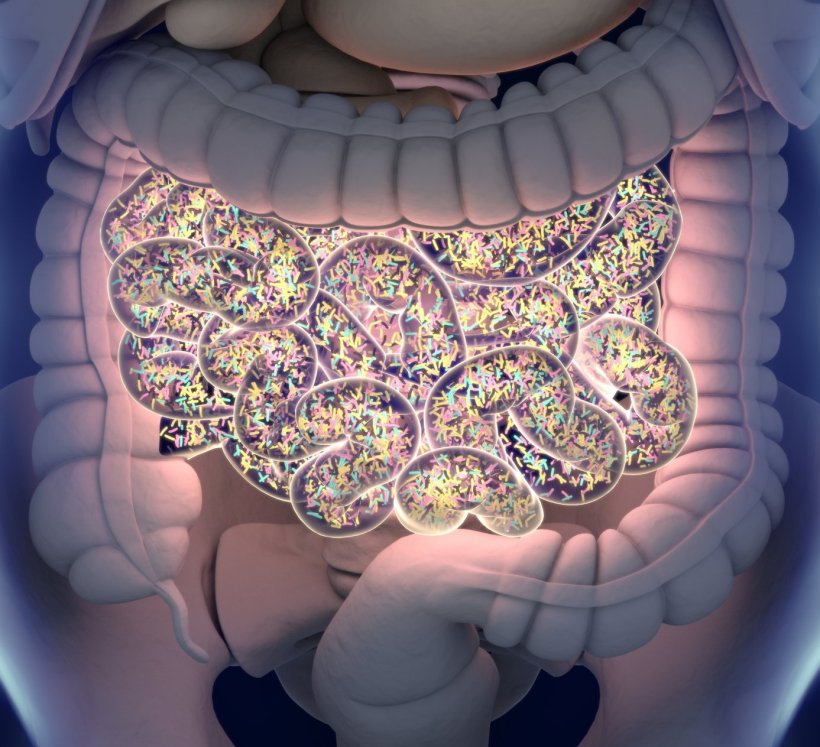 3D illustration of the human gut, filled with tiny colorful objects...