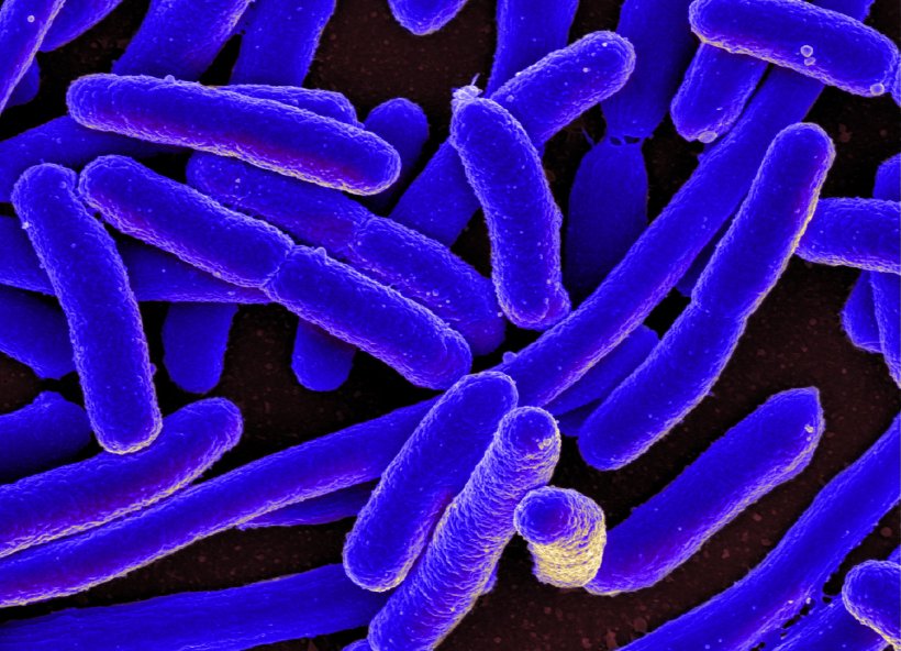 Digitally-colorized scanning electron micrograph (SEM) of rod-shaped...
