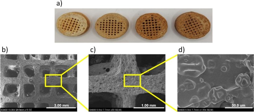 A) macroscopic images of the scaffolds and SEM images for the scaffold with 15...