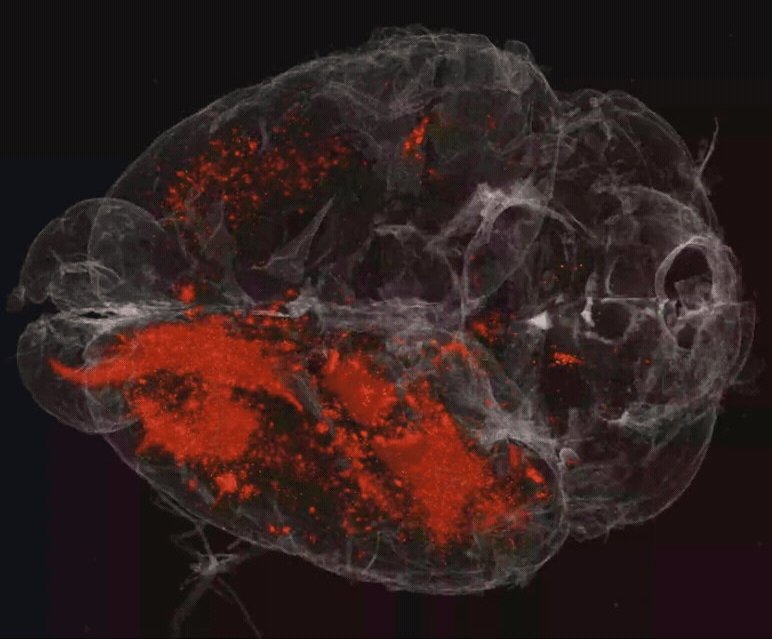 3D visualisation of a mouse brain, with active areas highlighted in red