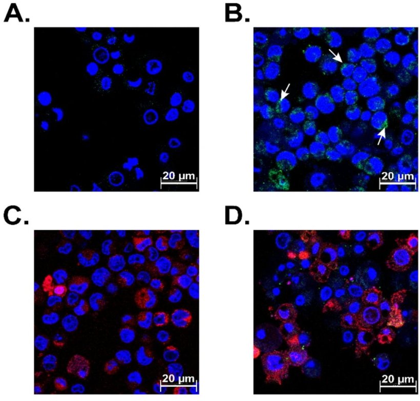 Confocal imaging analysis of receptor-mediated disulfide-linked thermostable...