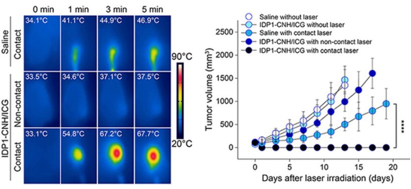 Antitumor efficacy in mice. (Left) Thermographic images showing tumor...