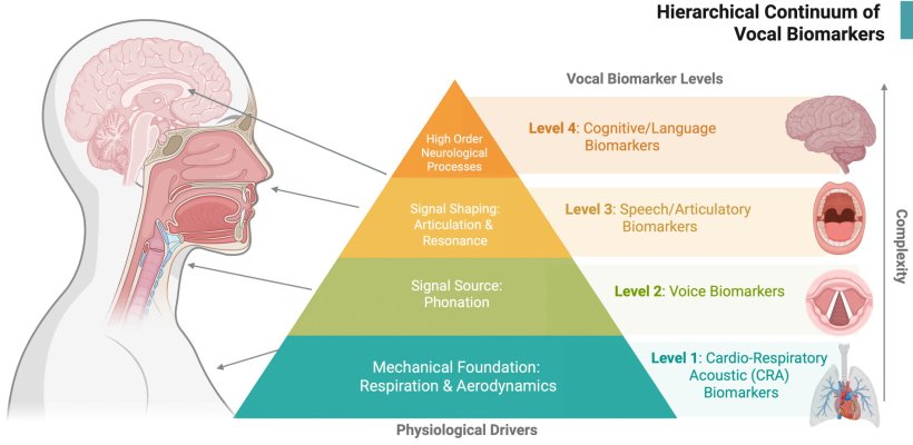 Hierarchisches Kontinuum stimmlicher Biomarker: von der Stimmbildung bis zur...