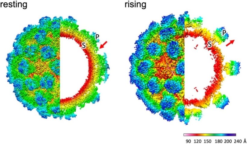 Two schematic illustration of the human norovirus, in its resting and rising...