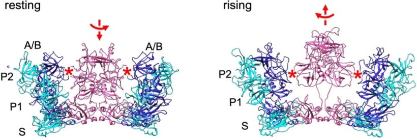 In the resting state, the P domain is held close to the shell through...