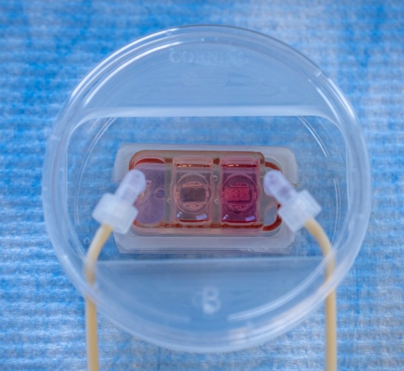 A transparent cylindrical structure containing a small chip, on a blue fabric...