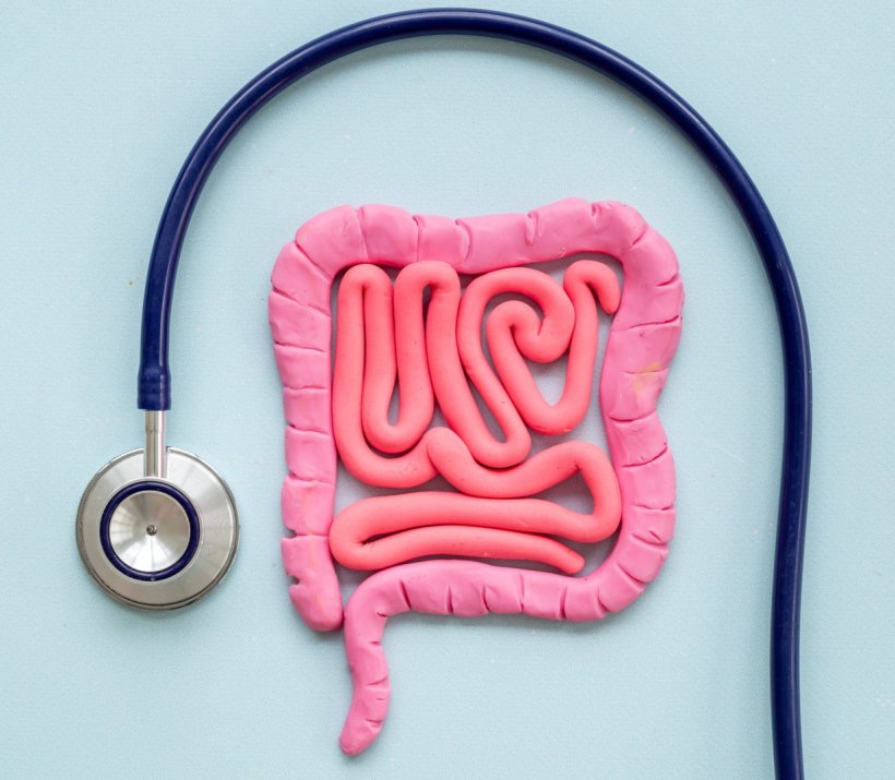 Plasticine model of intestines in pink, with a blue stethoscope arranged in an...