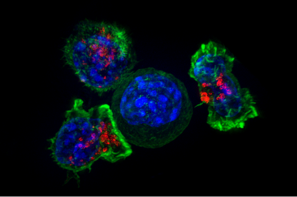 Tumours use antioxidants to evade immune attack