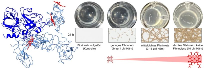 Häm hemmt die Fibrinolyse. Dargestellt ist die molekulare Struktur des...