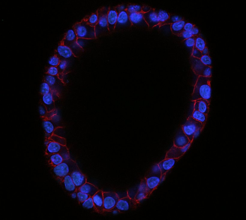 Ein Ring aus blauen Zellen mit roten Äderchen vor einem schwarzen Hintergrund