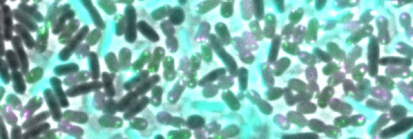 The T6SS mediated killing and lysis of competing bacteria