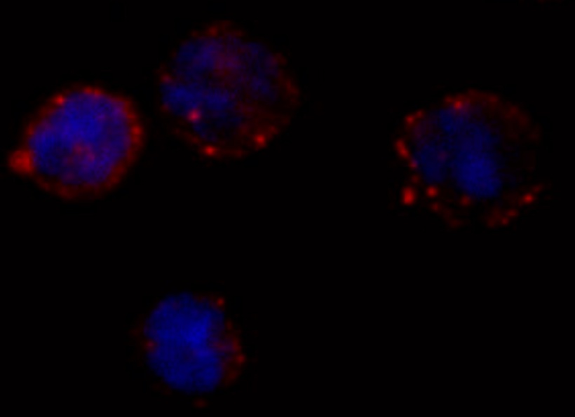 The adhesive protein CD49d (red) is present on the surface of these adherent...