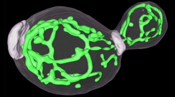 3D-Struktur von Mitochondrien in einer Hefezelle mit Sprossung. Die Markierung...