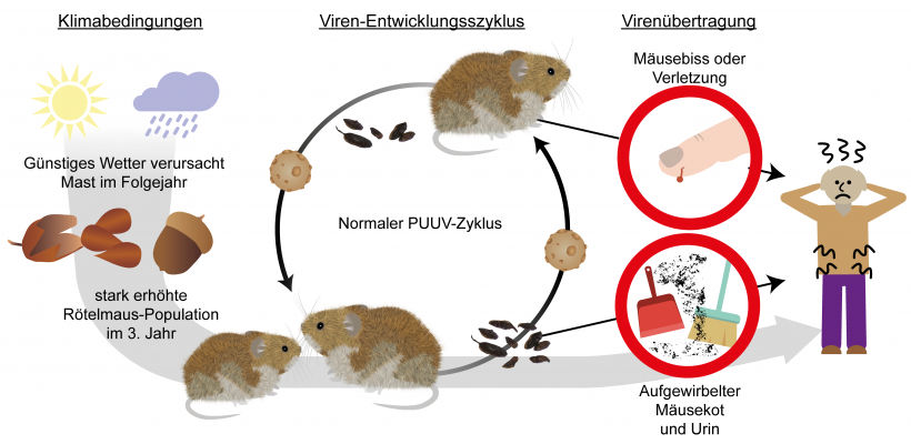 Entwicklungszyklus des Hanta-Virus und Übertragung auf den Menschen.