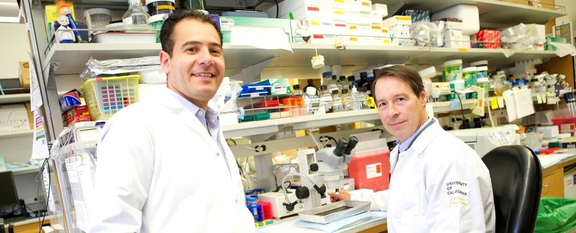 UCLA researchers Tamer Sallam, left, and Peter Tontonoz expect that further...