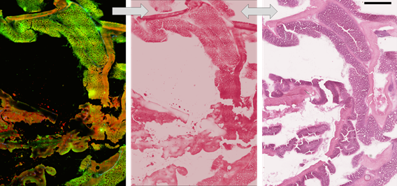 Multi-modal images of the optical tissue response (left) can be converted into...