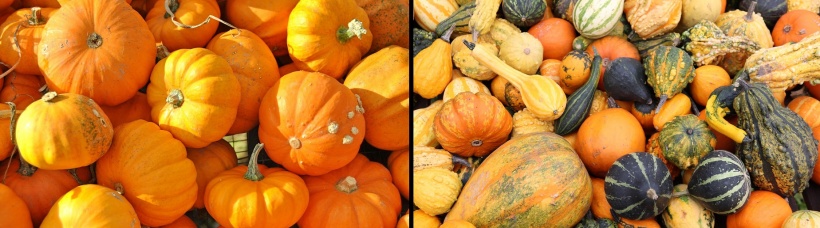 pumpkins of different sizes