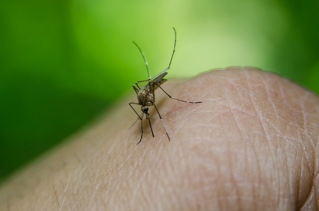 Gelbfieber wird durch tag- und nachtaktive Stechmücken übertragen. Die...