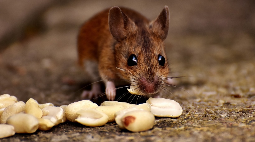 wood mouse eating peanuts