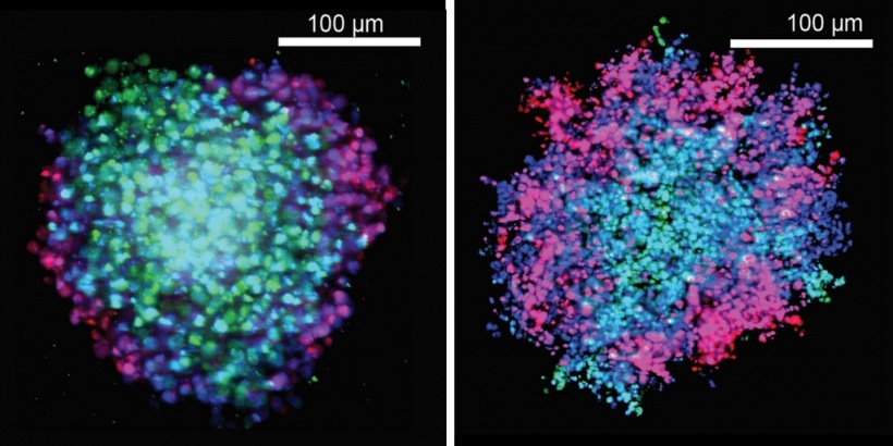 The researchers used a technique called confocal microscopy to confirm that the...