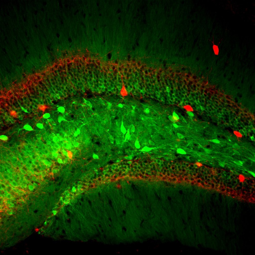 A look into memory: The video recording shows that the neurons begin to flash...