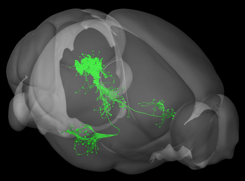 A group of dopamine neurons in the ventral PAG senses aversive events and...