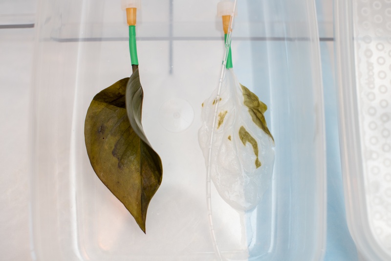 A regular spinach leaf (left) and one that is being decellularized. In the lab,...