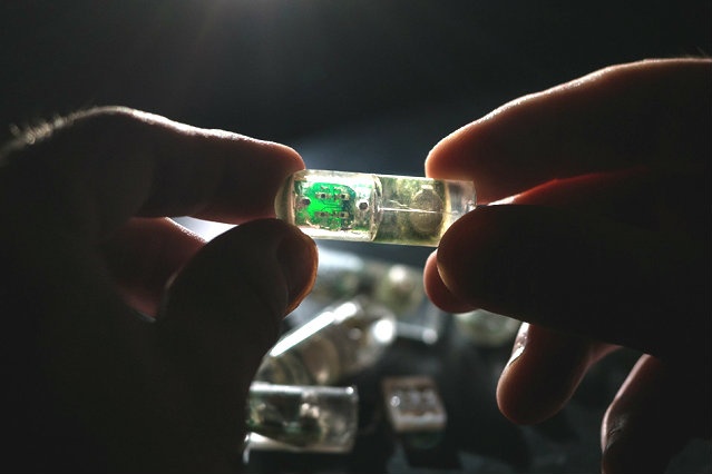 The ingestible sensor is equipped with bacteria programmed to sense...
