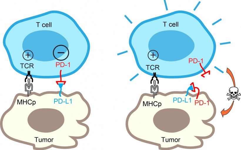 illustration showing principle of molecular brake on tumor cells