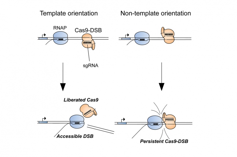 illustration showing how gene editing tool CRISPR works