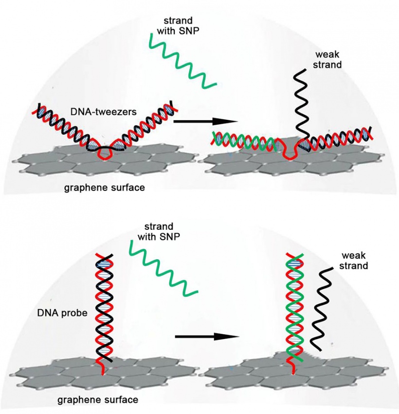 Cartoon comparing DNA strand displacement using the DNA-tweezers (top) versus...