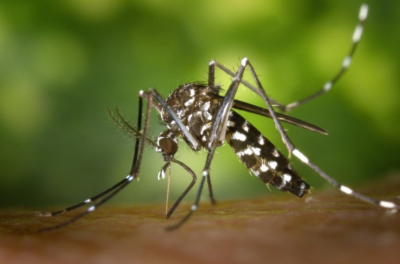 Wenn der Malaria-Parasit sich versteckt