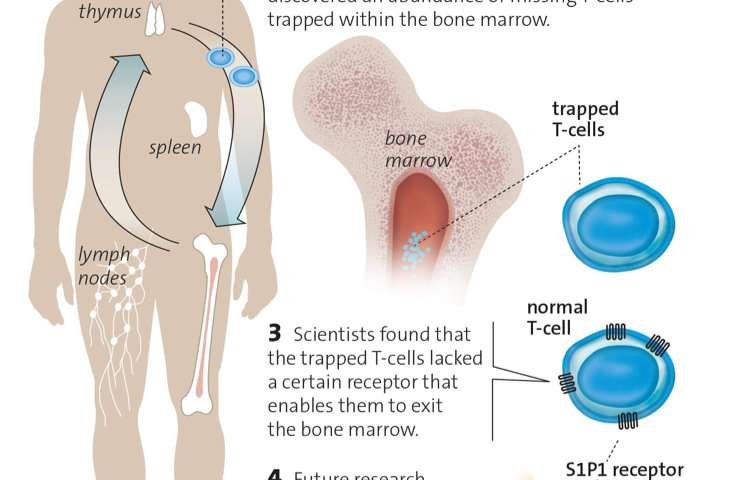 Researchers at Duke Cancer Institute have tracked the missing T-cells in...