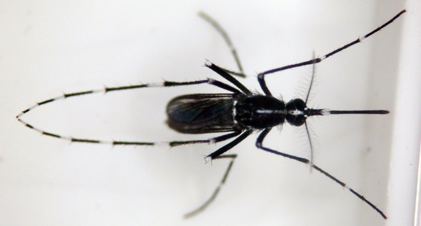 closeup photo of an Asian tiger mosquito (Aedes albopictus)