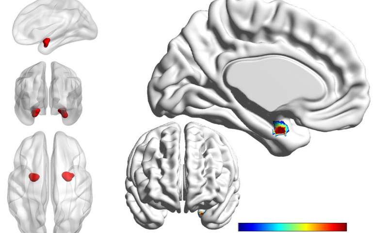 New research has found that neurons deep inside the brain could hold the key to...