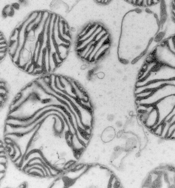 Die Mikroskop-Aufnahme zeigt Mitochondrien, die auch als Kraftwerke der Zellen...