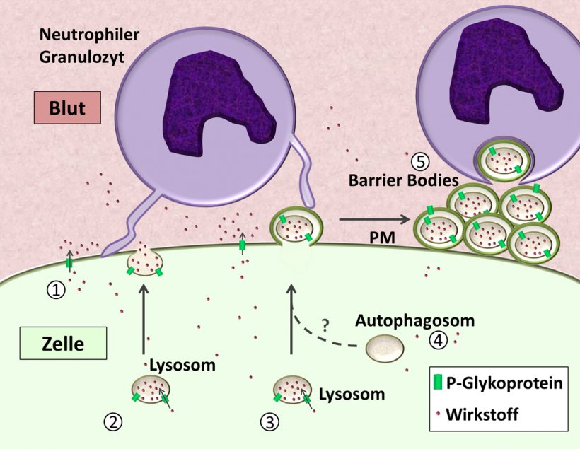 Die Schutzmechanismen der Blut-Hirn-Schranke: 1. Der Transporter P-Glykoprotein...