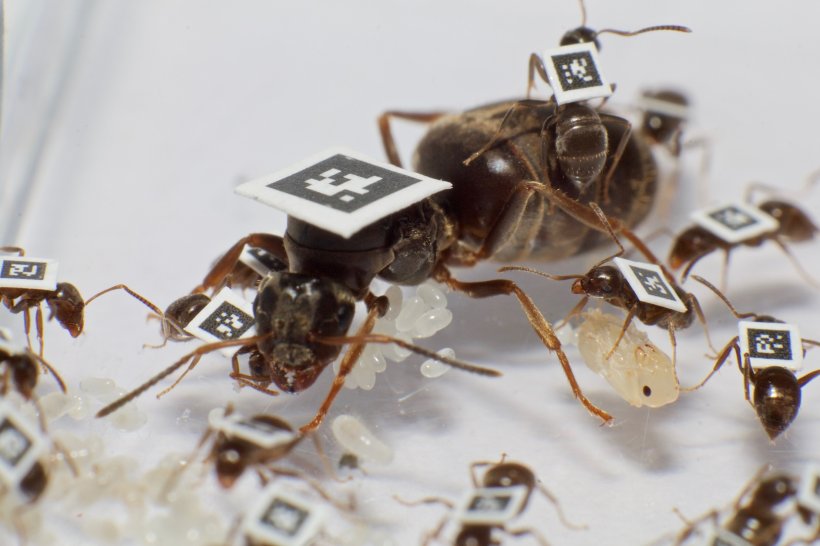 Was Grippekranke von Ameisen lernen können