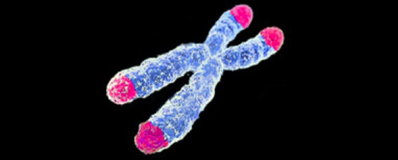 3d illustration of telomeres in x chromosome
