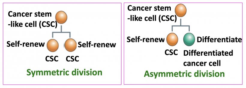 Figure 1: Cancer stem-like cells (CSCs) undergo two types of cell division....