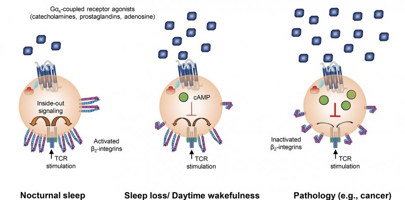 This diagram shows how the effects of Gαs-coupled agonists on T-cells can be...