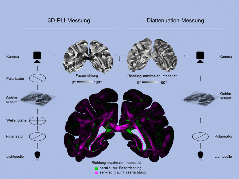 Beim „Diattenuation Imaging“ wird die Diattenuation-Messung mit einer...