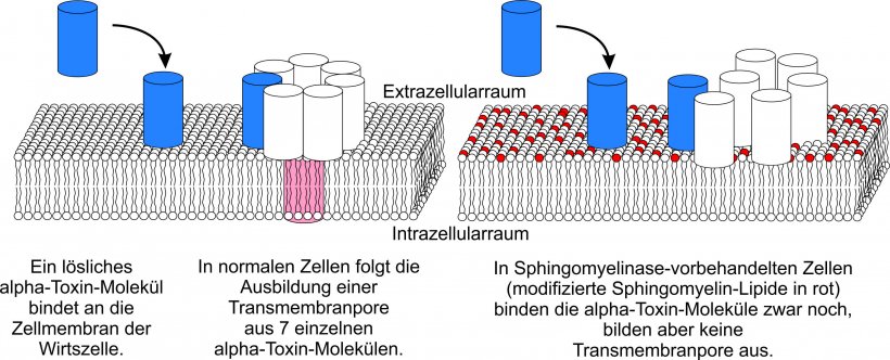 Die Wirkung der enzymatischen Vorbehandlung der Zellen auf die Porenbildung...
