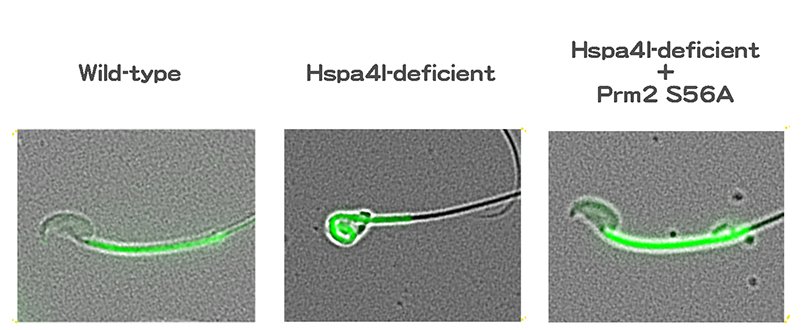 Dephosphorylation of Protamine 2 at serine 56 is key in proper DNA packaging in...