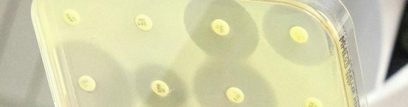 Observing the culture of a bacterial strain. Each disk is impregnated with a...