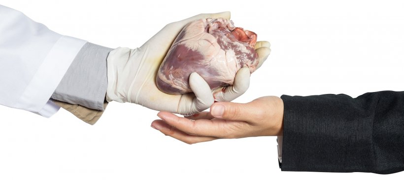 Doctor give heart organ