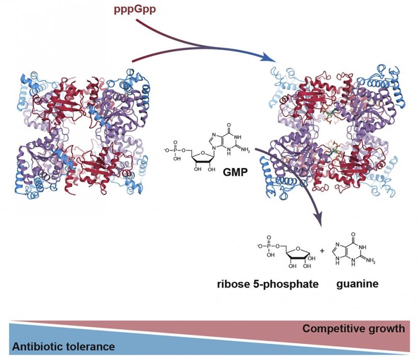 The figure shows how the enzyme PpnN binds pppGpp and speeds up conversion of...